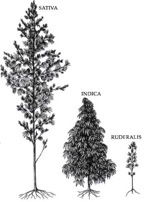 Illustration showing differences between cannabis sativa, indica and ruderalis plants.