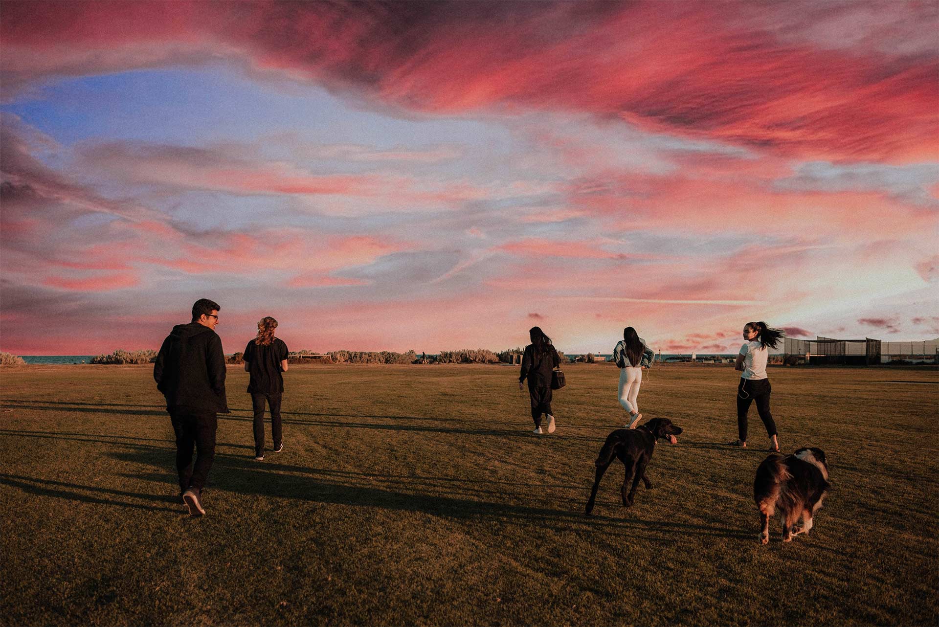 Group of five young adult friends with two dogs walking across field at sunset, healthy and happy.