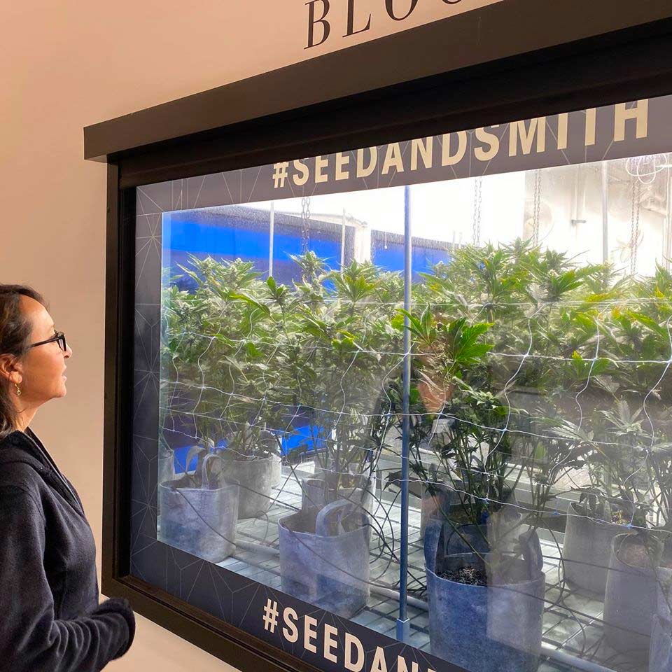 Leaf411 CEO Katherine Golden looks through a window at cannabis plants in Seed & Smith’s cultivation facility.
