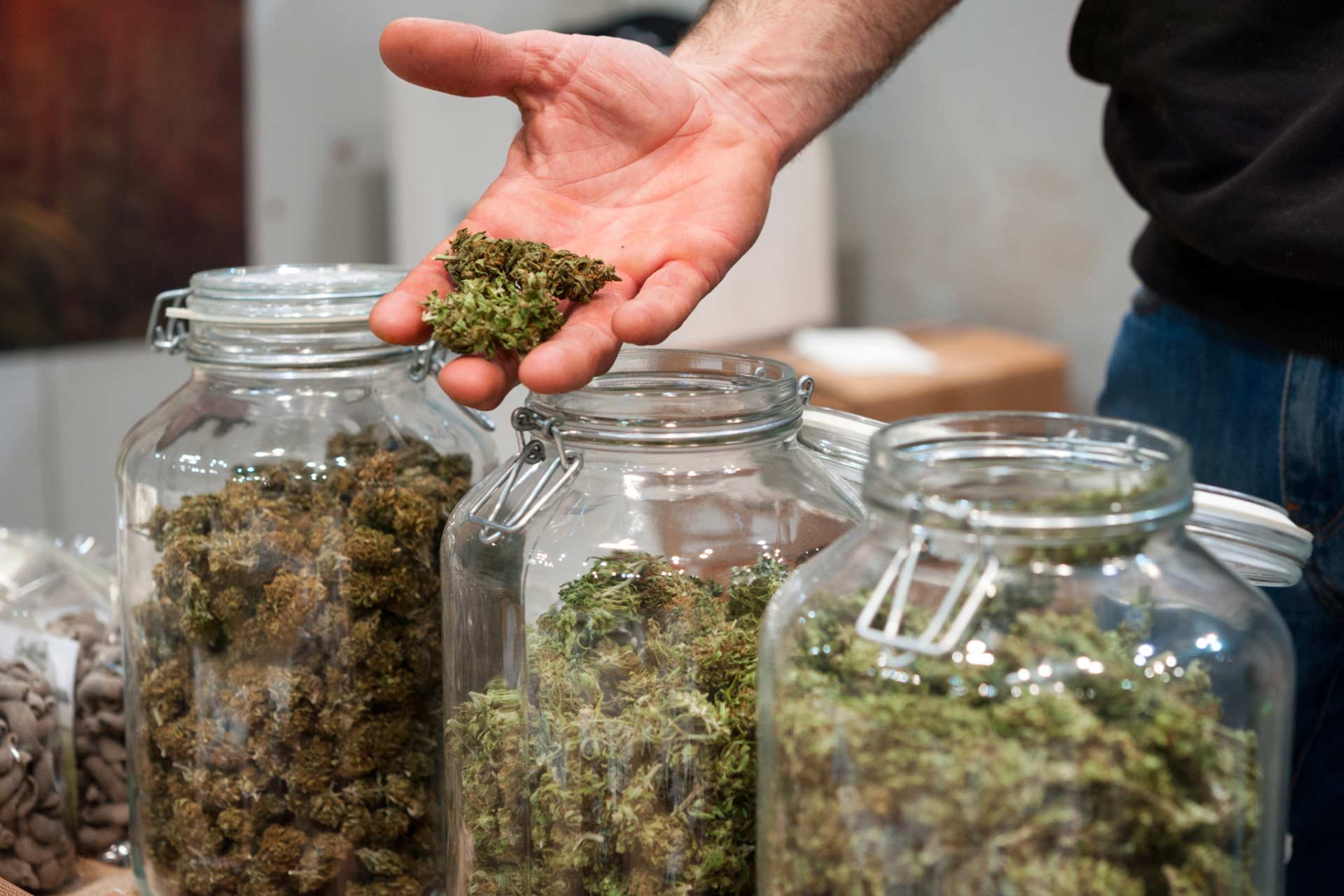 Budtender holding flower in palm of hand, with three jars containing different cannabis strains.