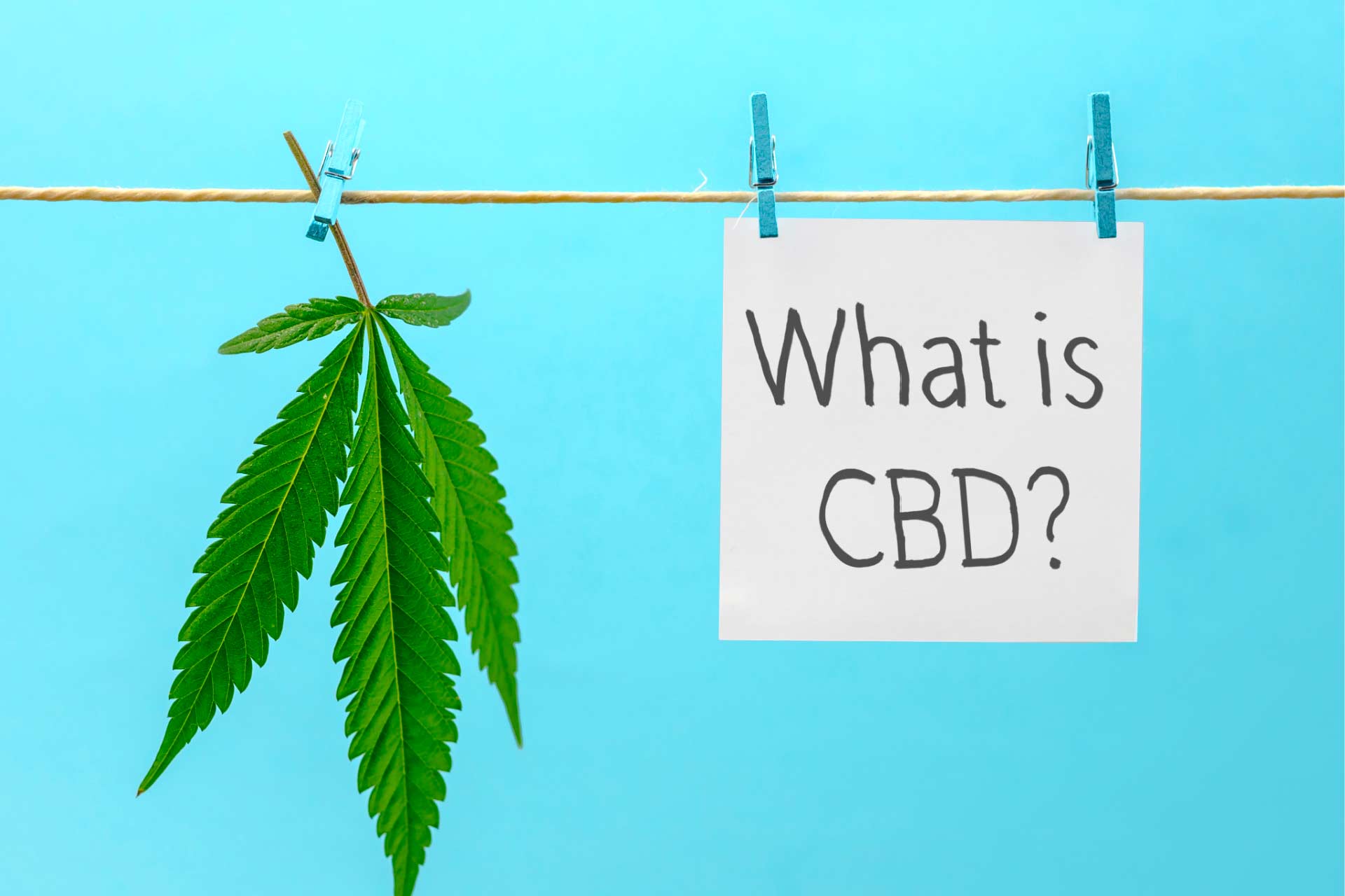 Clothesline with a hemp leaf and sign that says “What is CBD?”