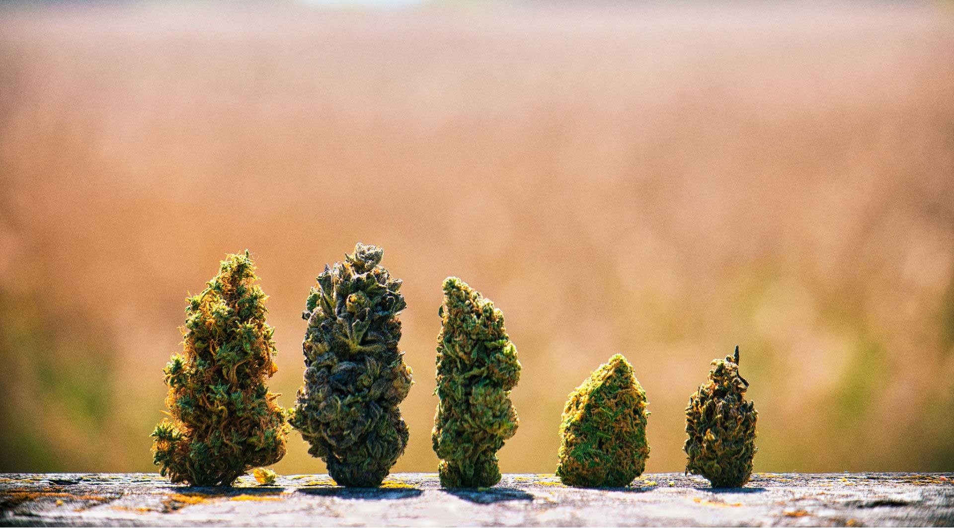Five different cannabis nugs (flower) representing variation in cannabis plants and strains.