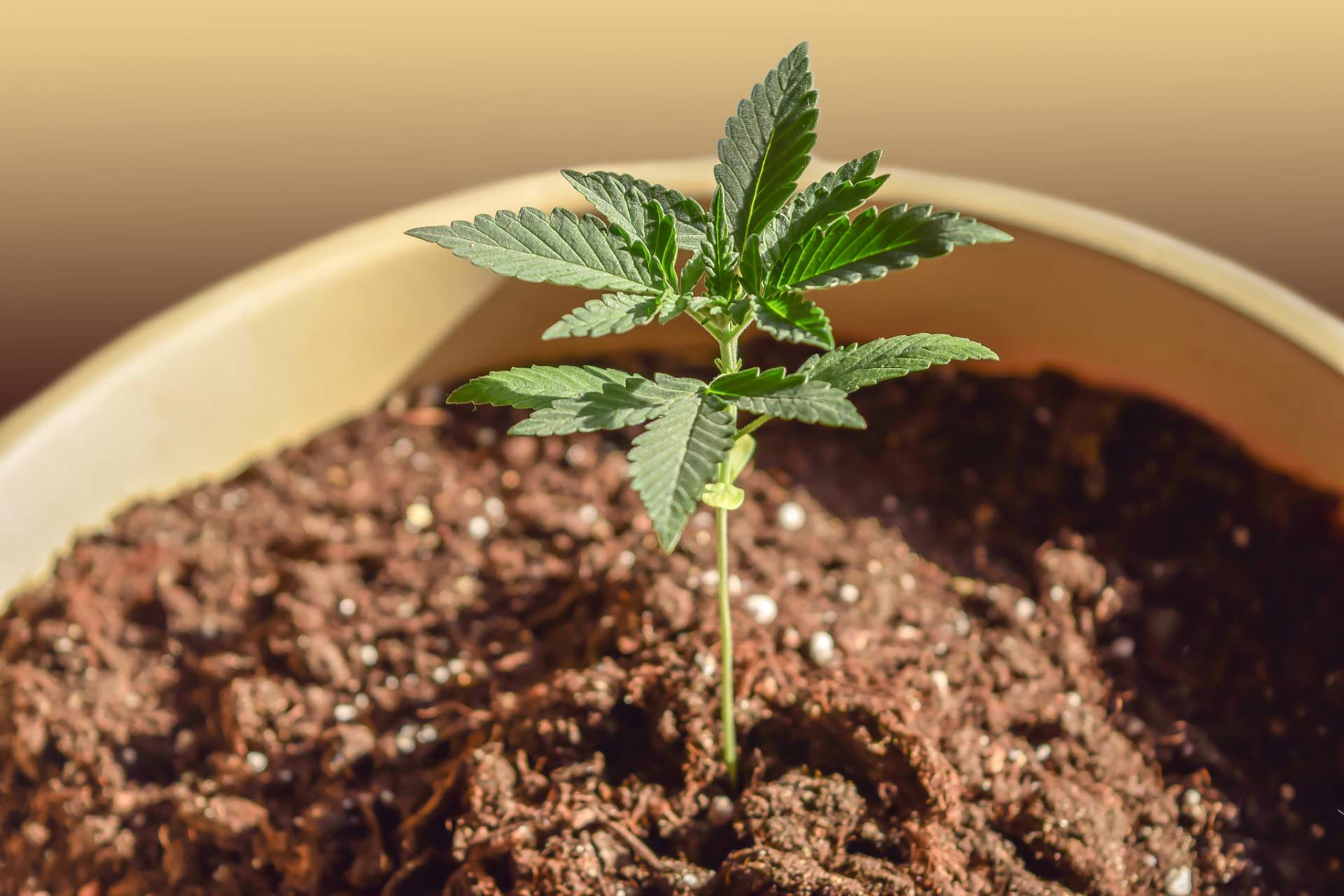 Cannabis seedling growing in a pot at home.