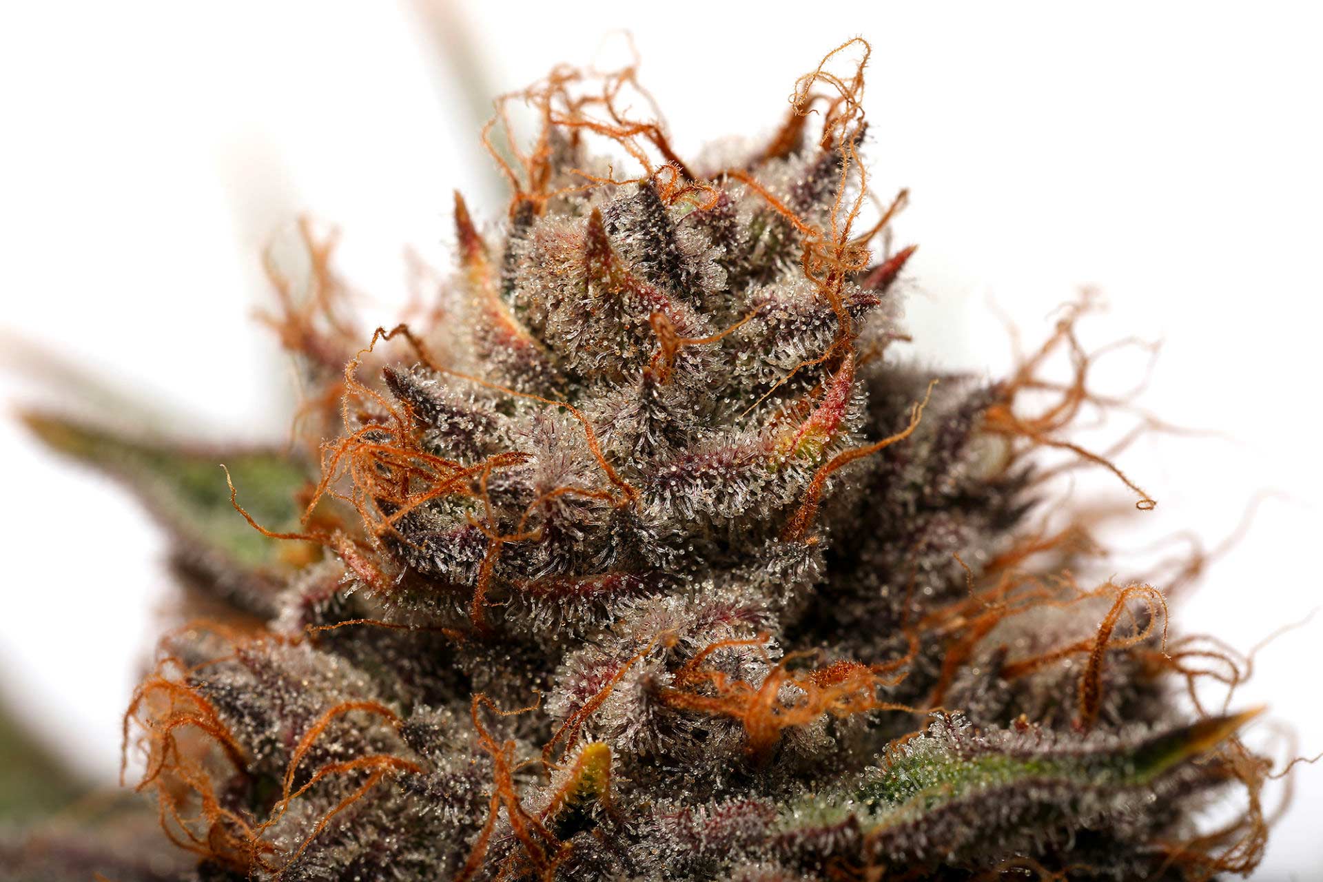 Seed & Smith fresh flower featuring terpene-packed trichomes