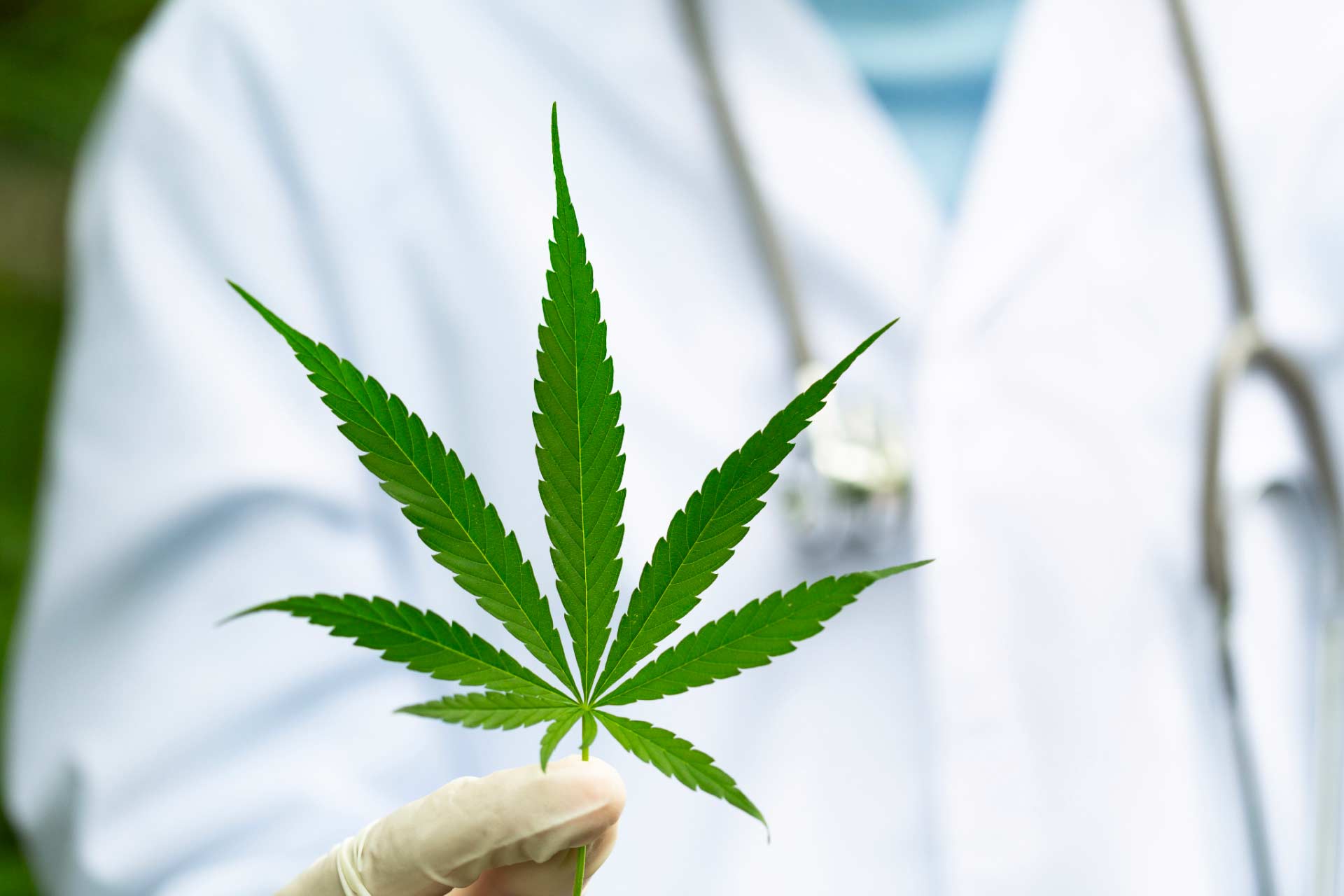 Cannabis leaf in foreground, being held by a medical marijuana doctor.