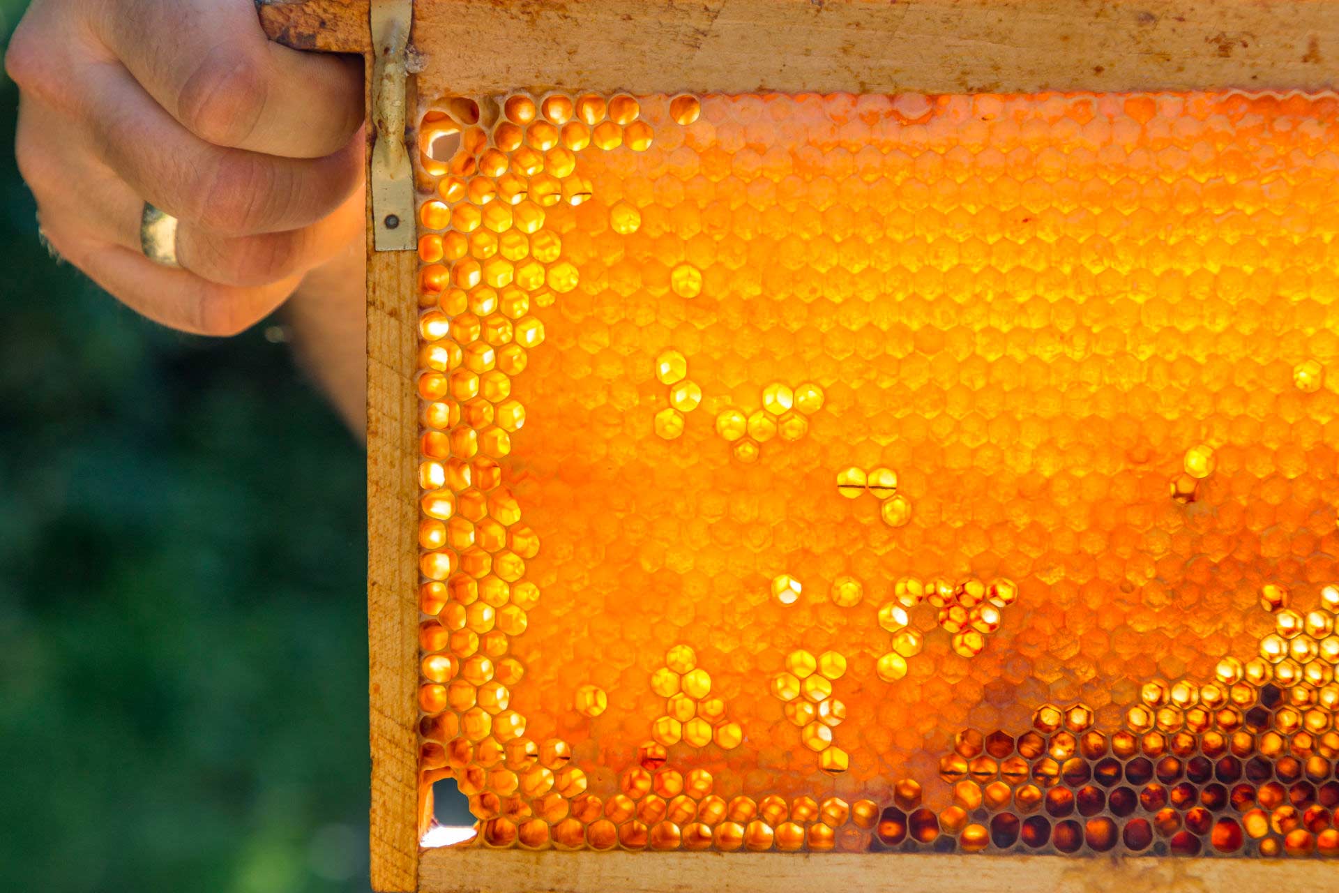 Wooden frame from a beehive, full of honey with light shining through.