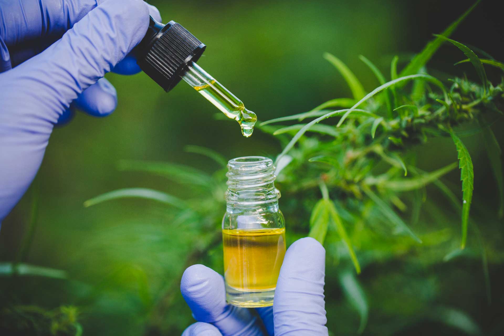 Gloved hands holding a vial of Delta-8 tincture oil in front of a hemp plant.