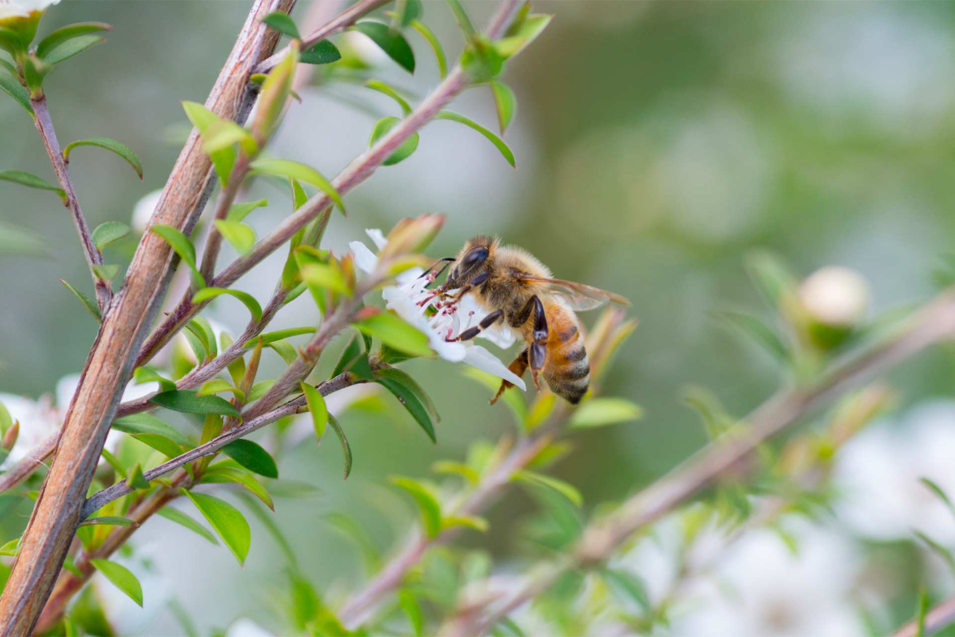 A bee gathers nectar from a New Zealand tea tree flower