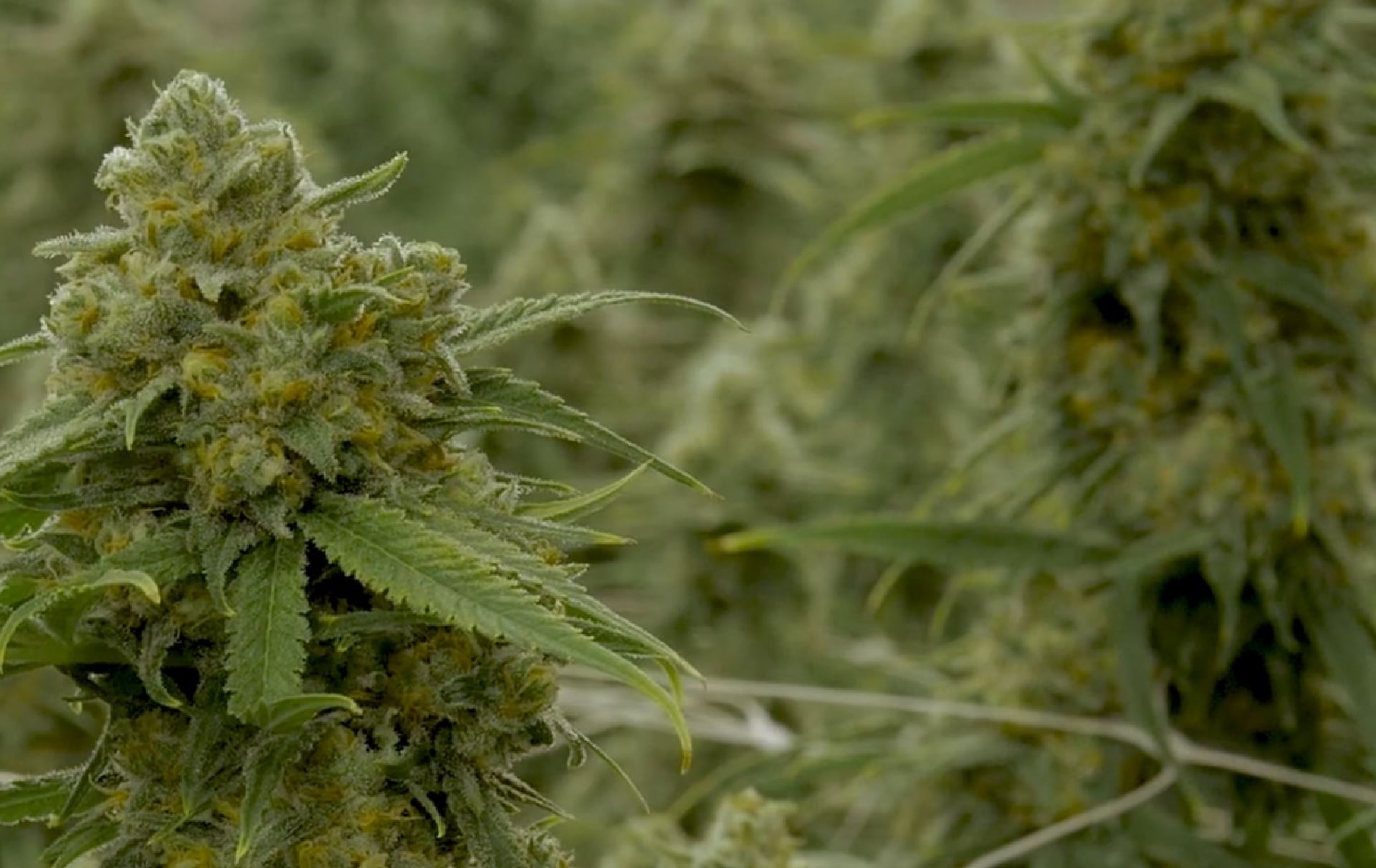 Lightshade’s Green Crack cannabis strain being grown.