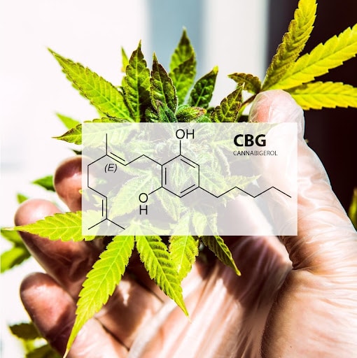 CBG molecule structure on top of cannabis plant flower and leaves