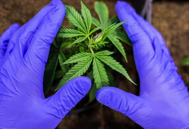Gloved hands gently handling a cannabis seedling, also called a cannabis clone.