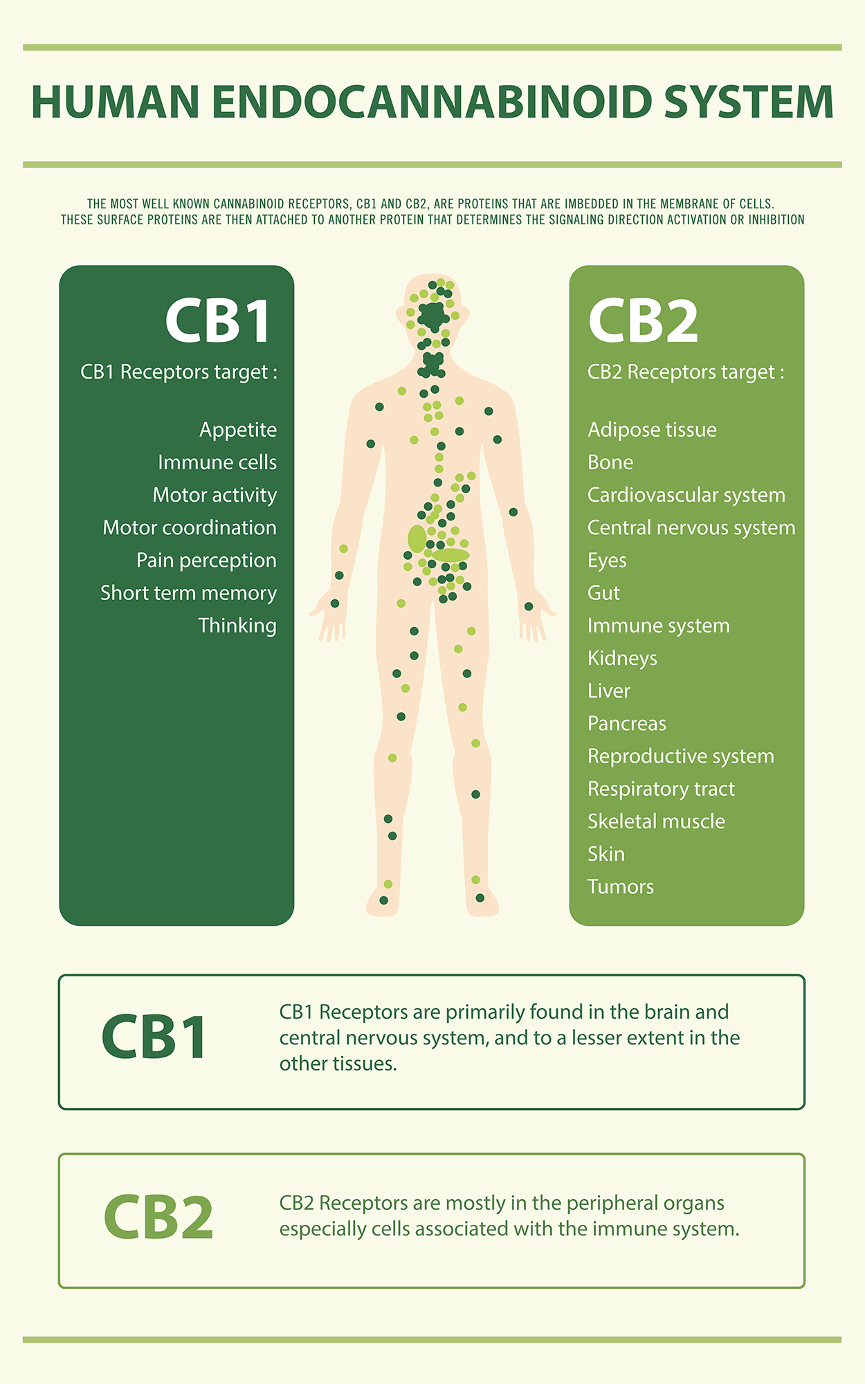 Infographic showing details of where CB1 and CB2 receptors are located throughout the body.