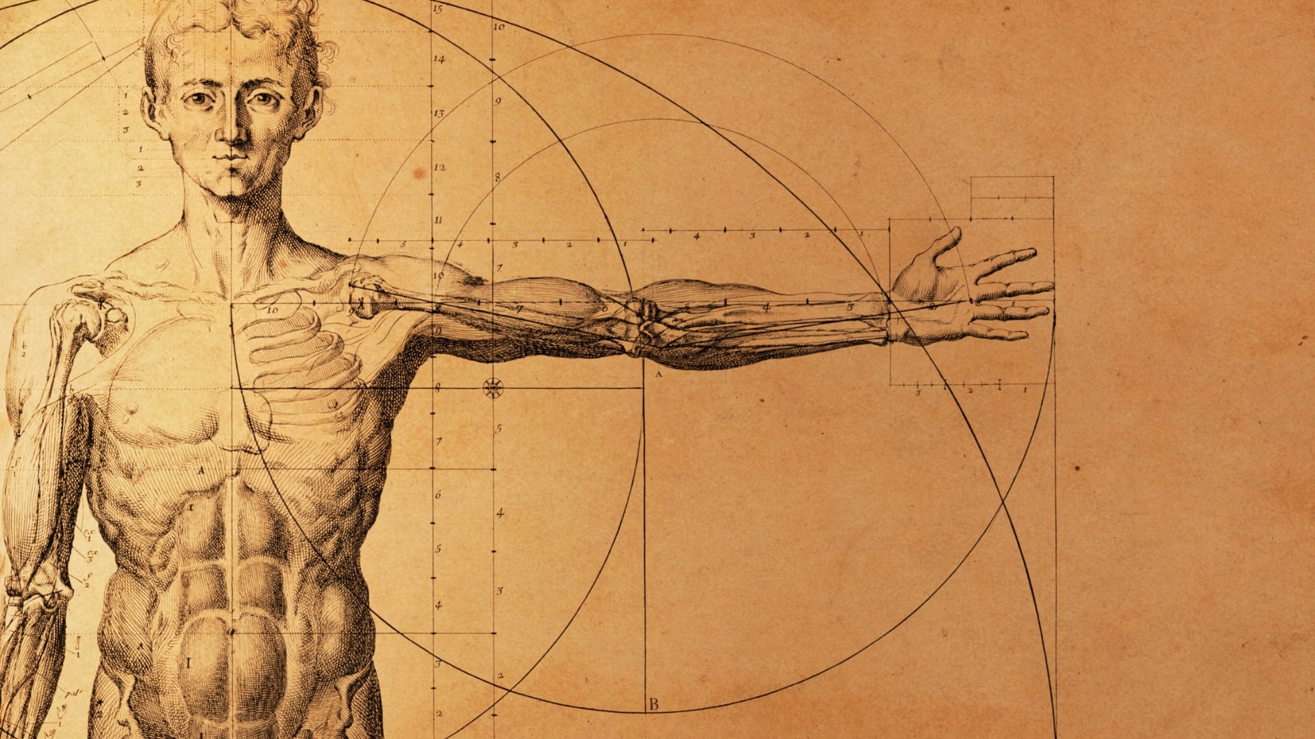 Vintage anatomy illustration of man holding arm out, indicating body systems including the endocannabinoid system.
