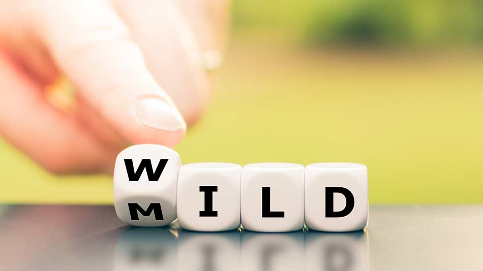 Wooden letter blocks with the word “Wild” changing to “Mild” indicating different THC beverage strengths